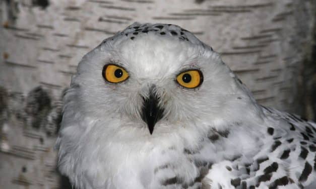 Luisenpark schränkt Vogelbereiche wegen Aviärer Influenza ein