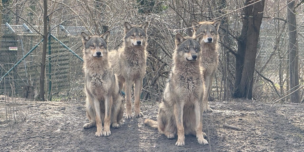 Die Wolfsnächte sind wieder da – Tiergarten Worms startet Vorverkauf