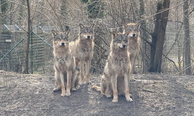 Die Wolfsnächte sind wieder da – Tiergarten Worms startet Vorverkauf