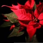 Weihnachtsdeko mit gutem Gewissen: BUND-Tipps für die Adventszeit