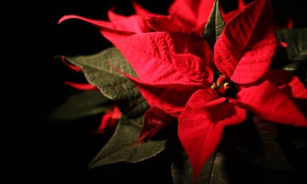 Weihnachtsdeko mit gutem Gewissen: BUND-Tipps für die Adventszeit