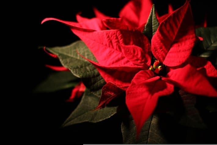 Weihnachtsdeko mit gutem Gewissen: BUND-Tipps für die Adventszeit