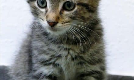 Weitere Katze in Guntersblum zugelaufen