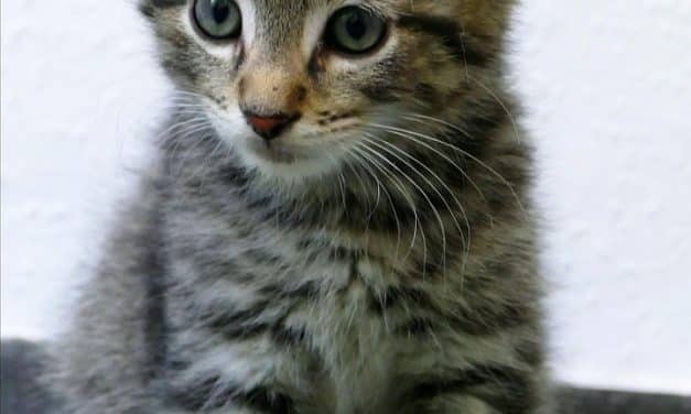 Weitere Katze in Guntersblum zugelaufen