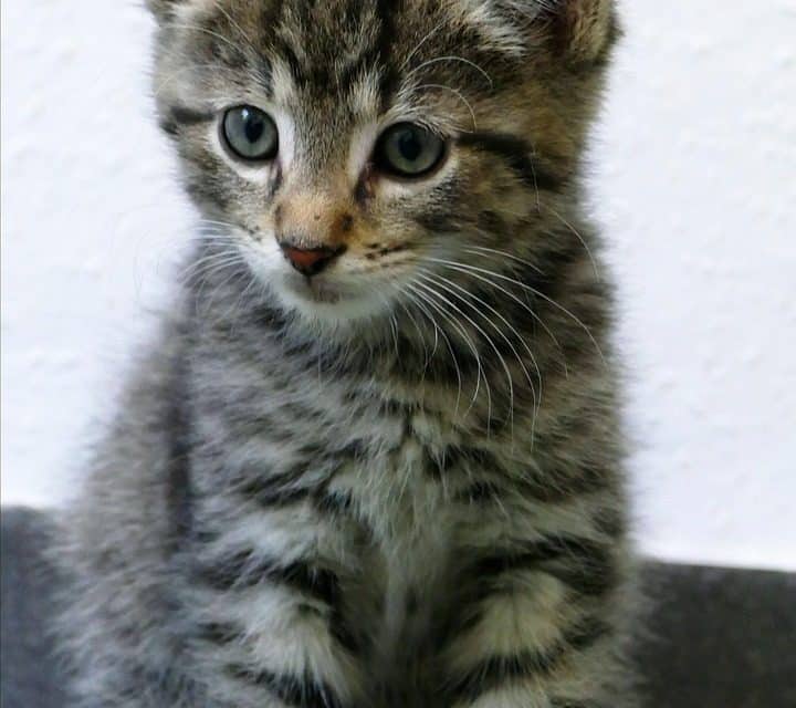 Weitere Katze in Guntersblum zugelaufen