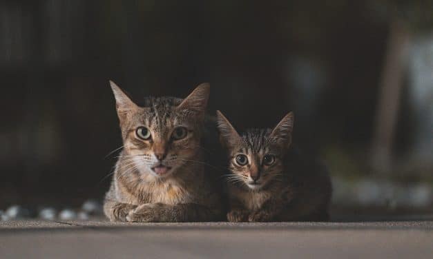 Guntersblum: Tierhalter der zugelaufenen Katzen meldet sich