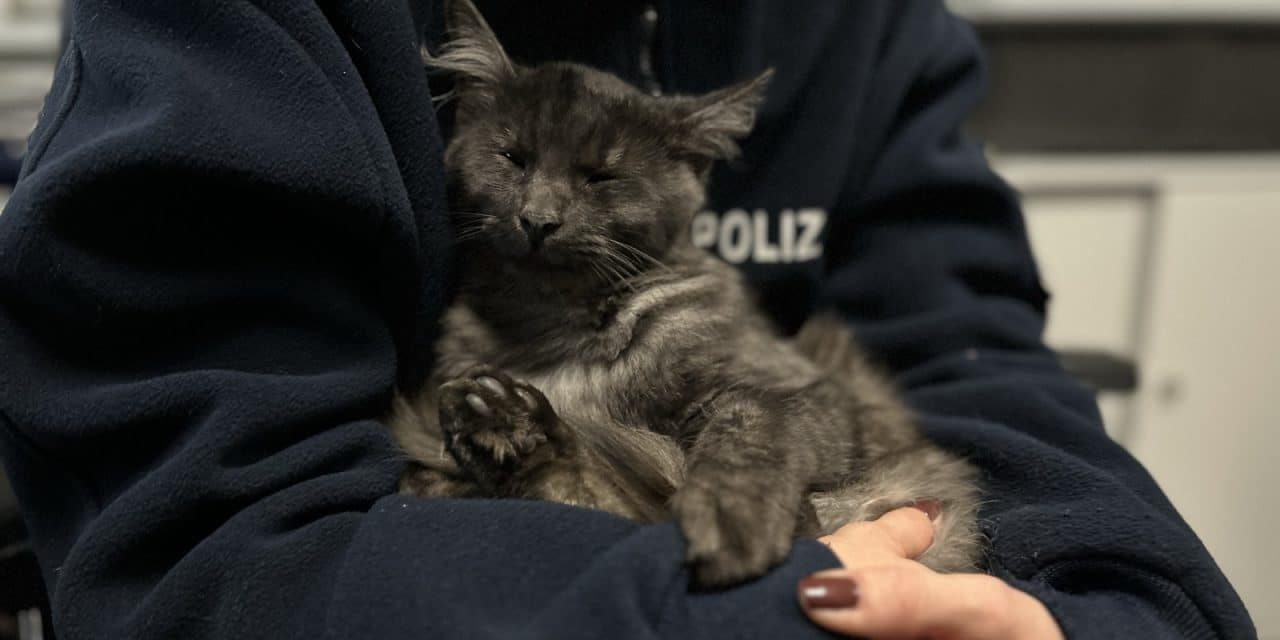 Guntersblum: Katze Helge auf Besitzer-Suche