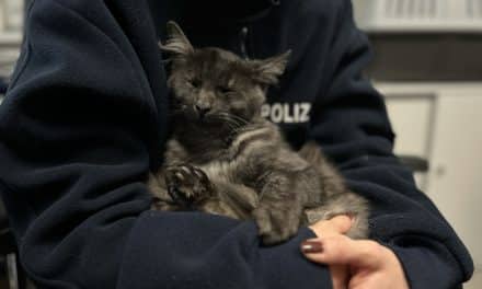 Guntersblum: Katze Helge auf Besitzer-Suche