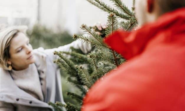Tradition trifft Verantwortung: Weihnachtsbäume bei BAUHAUS ökologisch und fair