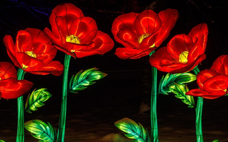 Winterlichter 2026 im Luisenpark Mannheim lassen dunkle Tage erstrahlen