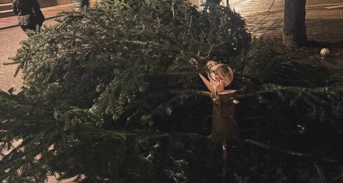 Vandalen sägen in der Nacht Weihnachtsbaum in Gimbsheim ab – Gemeinde setzt Belohnung aus
