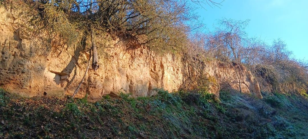 NABU Mörstadt schützt Trockenrasen und Lösswände vor Verbuschung