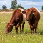 Blauzungenkrankheit: Alzey-Worms in Restriktionszone – Tierhalter sollen Bestände genau beobachten