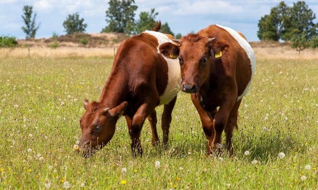 Blauzungenkrankheit: Alzey-Worms in Restriktionszone – Tierhalter sollen Bestände genau beobachten