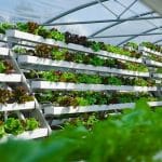 Frisches Gemüse aus der Stadt: DBU unterstützt Startup ‚Pflanzentheke‘ mit 175.000 Euro