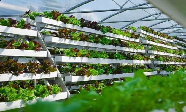 Frisches Gemüse aus der Stadt: DBU unterstützt Startup ‚Pflanzentheke‘ mit 175.000 Euro