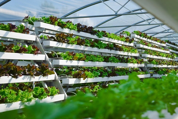 Frisches Gemüse aus der Stadt: DBU unterstützt Startup ‚Pflanzentheke‘ mit 175.000 Euro