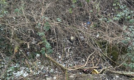 Unheimlicher Fund in Worms: Menschlicher Schädel und weitere Knochen entdeckt