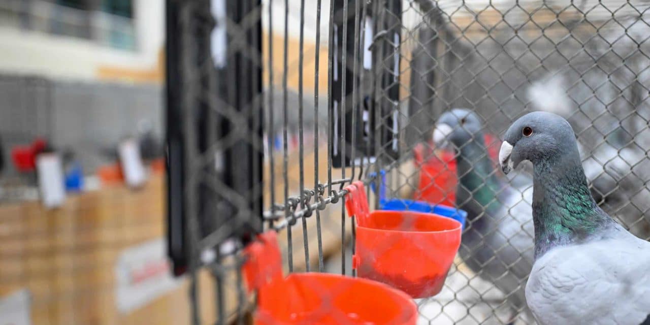 Rassegeflügelzucht mit Herz und Tradition: Osthofen feiert 125-jähriges Jubiläum