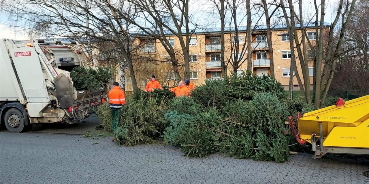 Bad Kreuznach räumt auf: Weihnachtsbäume fachgerecht eingesammelt