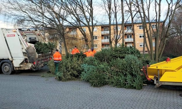 Bad Kreuznach räumt auf: Weihnachtsbäume fachgerecht eingesammelt