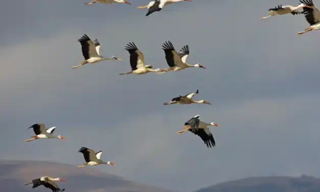 Die ersten Störche kehren aus dem Winterquartier zurück