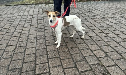 Hündin auf Erkundungstour in der Oppenheimer Neustadt