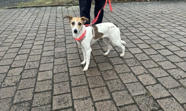 Hündin auf Erkundungstour in der Oppenheimer Neustadt