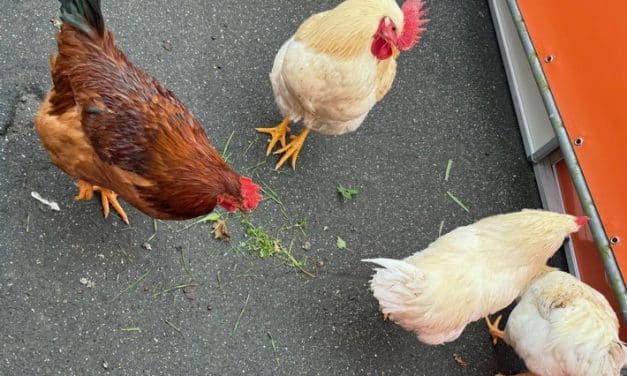 Federvieh legt Freizeitpark lahm – Hahn und Hühner in Polizeigewahrsam