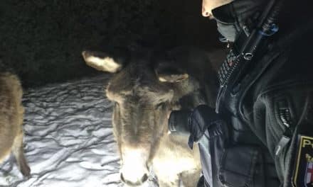Nächtlicher Esel-Ausflug in Oberwiesen endet an Polizeistreife