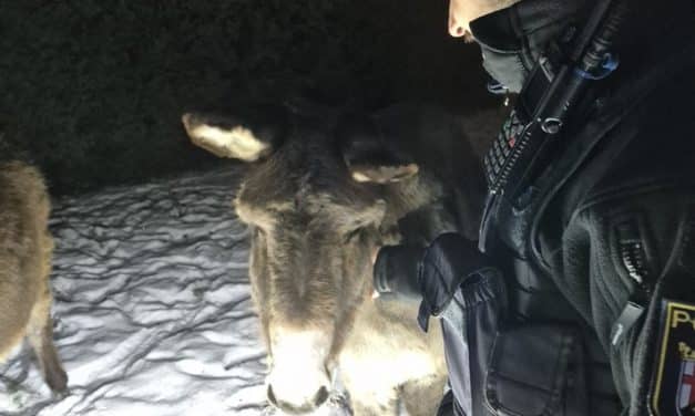 Nächtlicher Esel-Ausflug in Oberwiesen endet an Polizeistreife