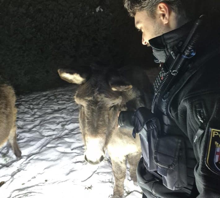 Nächtlicher Esel-Ausflug in Oberwiesen endet an Polizeistreife