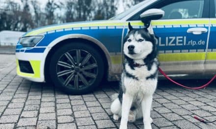Husky auf Abwegen: Rüde in Nierstein gefunden – wartet nun auf Besitzer!