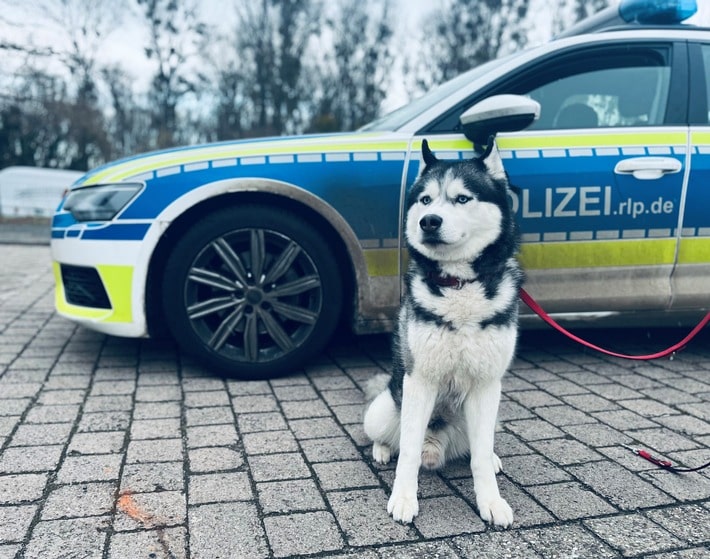Husky auf Abwegen: Rüde in Nierstein gefunden – wartet nun auf Besitzer!