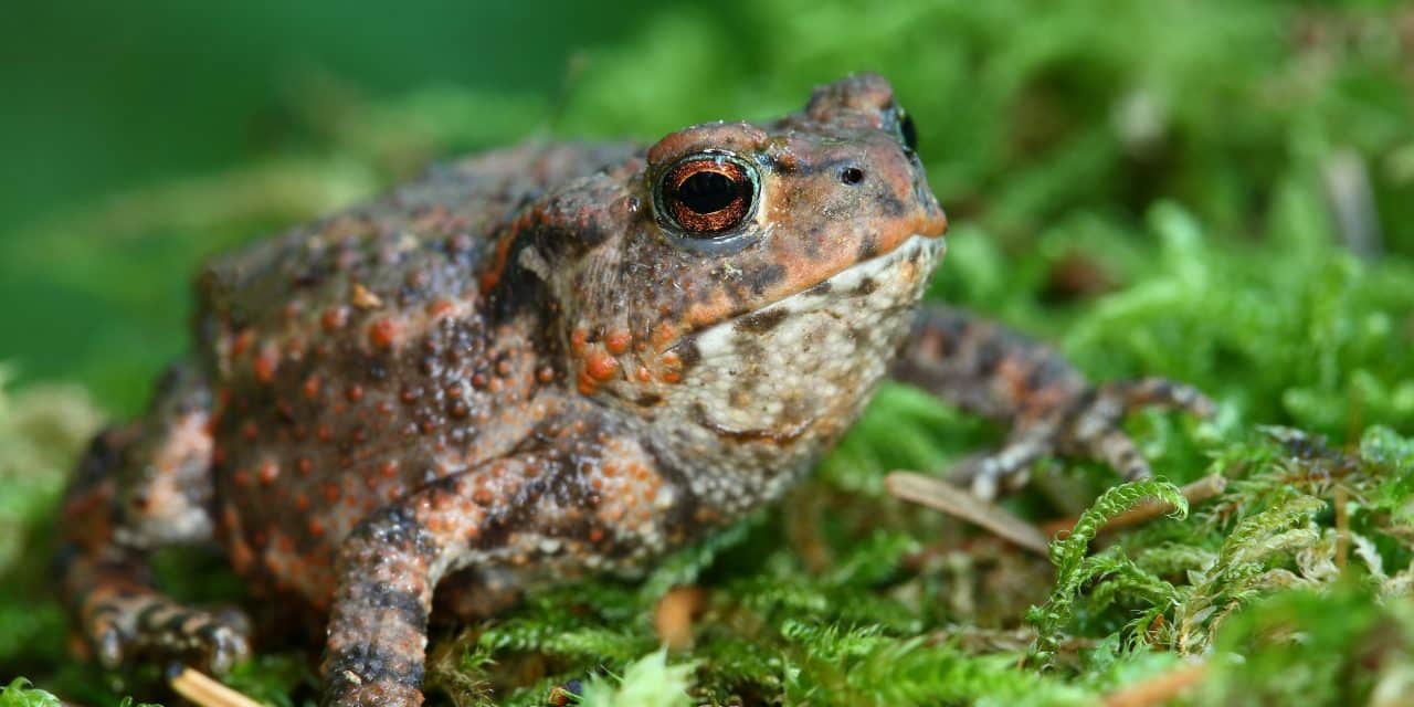 Frosch, Kröte & Co.: NABU lädt Kinder zum Erkunden ein