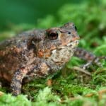 Frosch, Kröte & Co.: NABU lädt Kinder zum Erkunden ein