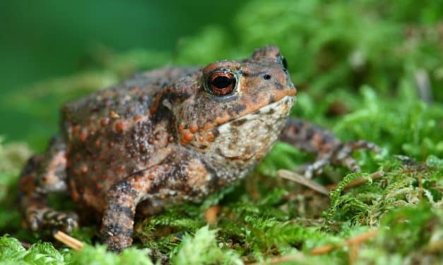 Frosch, Kröte & Co.: NABU lädt Kinder zum Erkunden ein