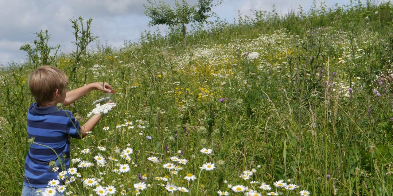 Naturfreunde aufgepasst: BUNDspechte brauchen Verstärkung!
