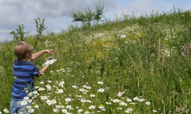 Naturfreunde aufgepasst: BUNDspechte brauchen Verstärkung!