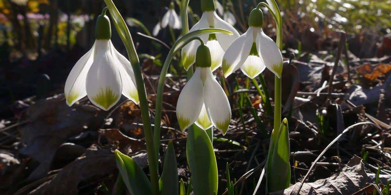 Zarte Blüten, großer Auftritt – Schneeglöckchentage in Mannheim