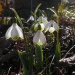 Zarte Blüten, großer Auftritt – Schneeglöckchentage in Mannheim