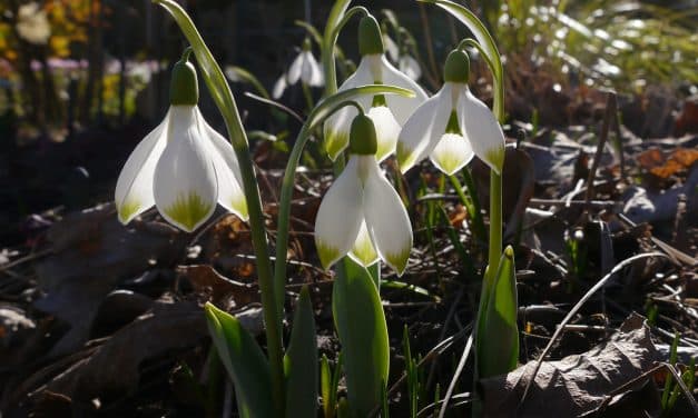 Zarte Blüten, großer Auftritt – Schneeglöckchentage in Mannheim