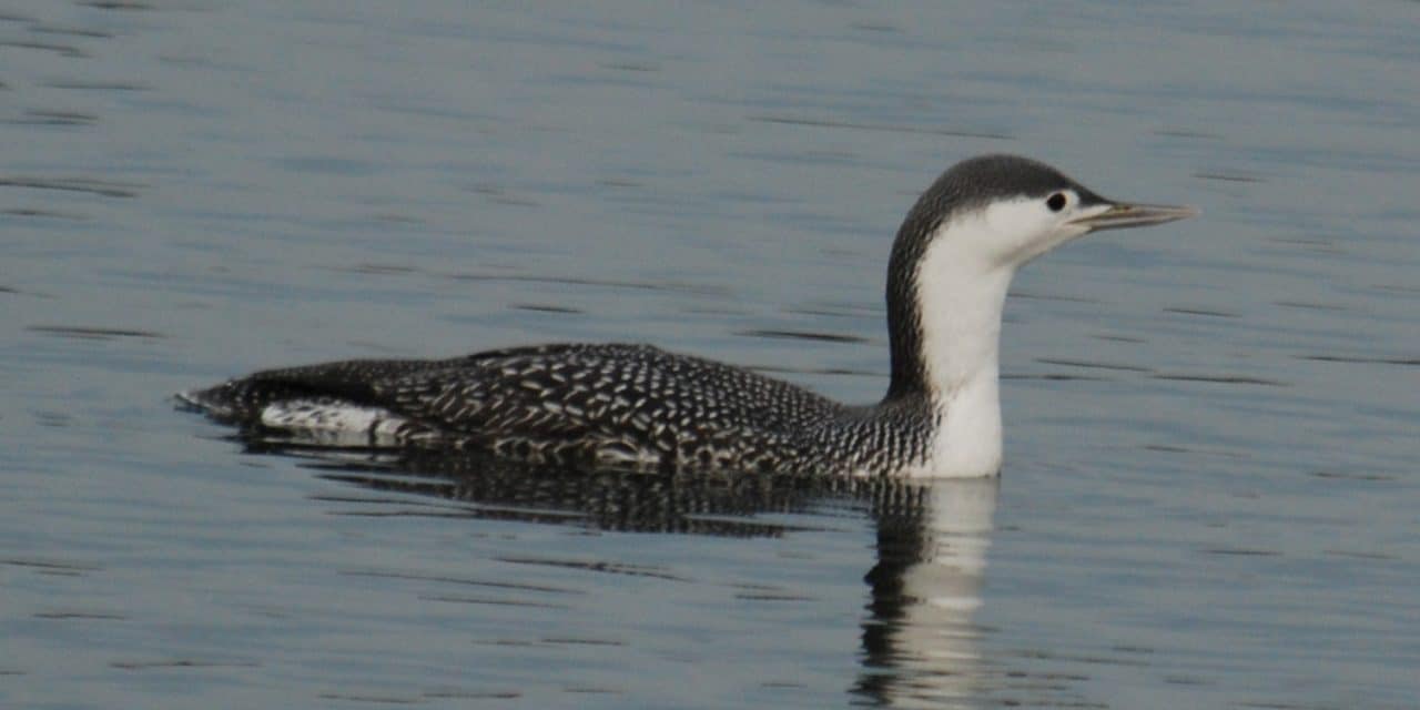 Winterliche Stille am Inselrhein – seltene Vögel zu beobachten