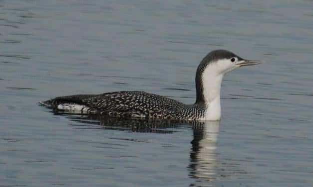 Winterliche Stille am Inselrhein – seltene Vögel zu beobachten