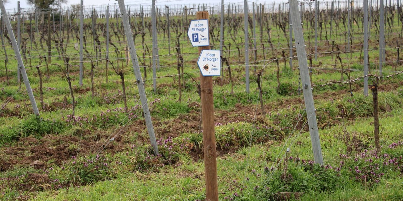 Vandalismus am NABU-Naturlehrpfad „In den elf Morgen“ in Pfeddersheim