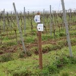 Vandalismus am NABU-Naturlehrpfad „In den elf Morgen“ in Pfeddersheim