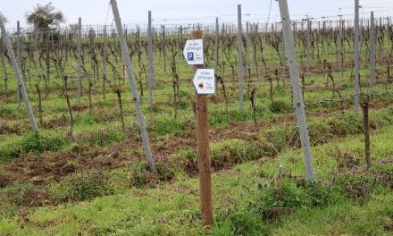Vandalismus am NABU-Naturlehrpfad „In den elf Morgen“ in Pfeddersheim