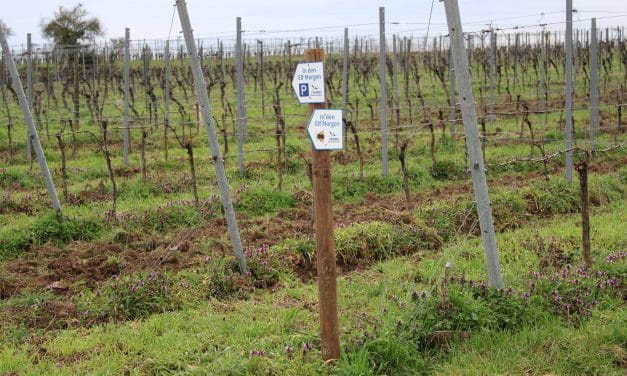 Wiederholt Wegweiser am NABU-Naturlehrpfad „In den elf Morgen“ in Pfeddersheim entwendet