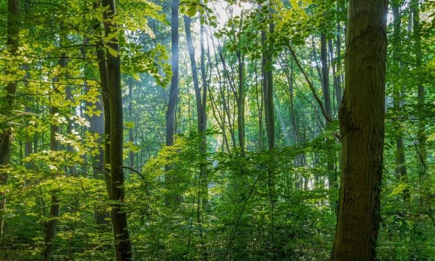 Rodungsarbeiten starten: Vorbereitung für die Westumgehung Offstein