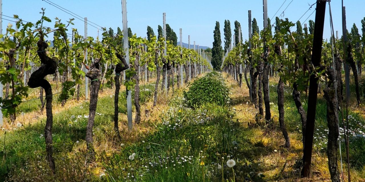 Solar statt Sorgen: Millionenförderung macht Weinbau klimafit